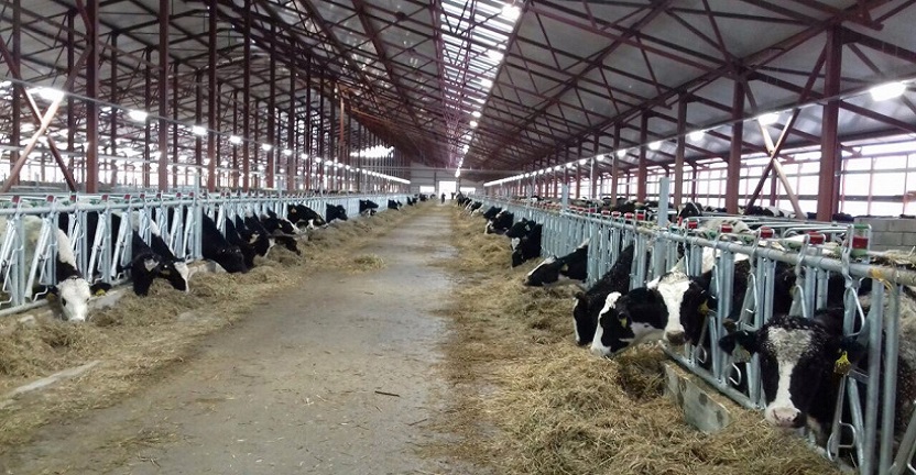О состоянии животноводства в сельскохозяйственных организациях Костромской области в январе-июне 2021 года